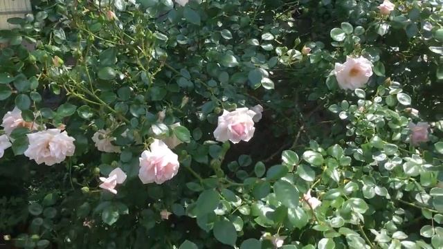 Цветение роз в моем садике! Роза Пенни Лейн. Райский уголок. смотреть онлайн