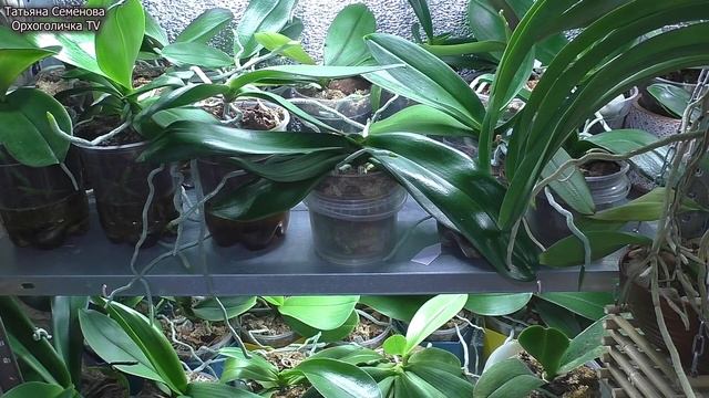 ?Листья Корни Цветоносы Орхидей одновременно!!! Получить ? результат без всяких средств!!! смотреть онлайн
