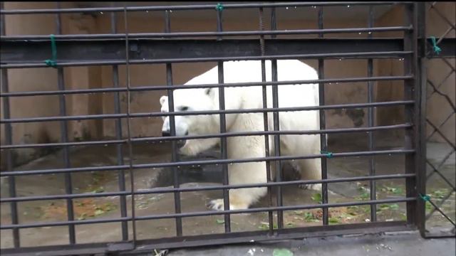 Malyshka and her cub Yumka (Sep.28 2013) at Kazan Zoological Garden, Russia смотреть онлайн