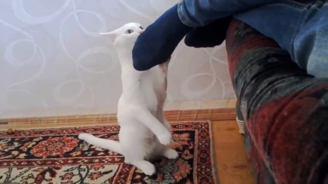Странное и ЖУТКОЕ поведение кошек! смотреть онлайн