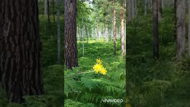 Глубинка Сибири 🌳 Природа нашего края, и река Уда смотреть онлайн