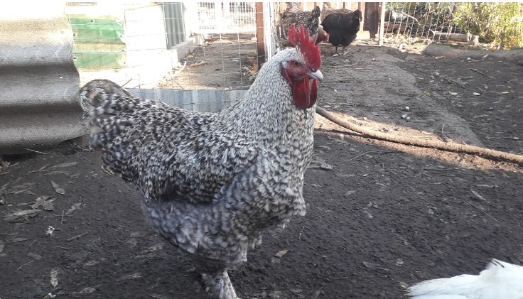 Порода кур Мехеленская кукушка