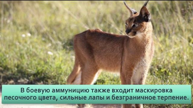 Каракал Что это за Шлепа, из за которого кипит весь интернет большой русский кот в дикой природе. смотреть онлайн