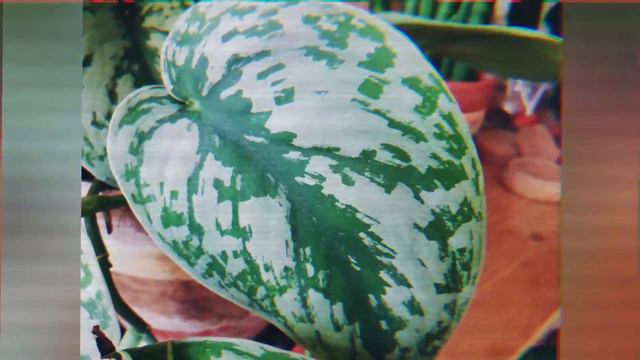 Scindapsus exotica смотреть онлайн