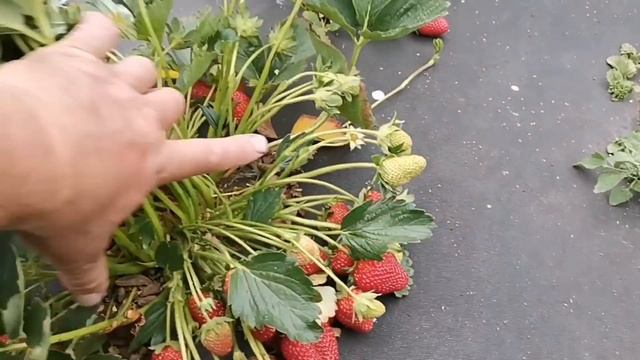 /Клубника, сорта фавориты, КАБРИЛЛО! / смотреть онлайн
