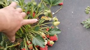 /Клубника, сорта фавориты, КАБРИЛЛО! /