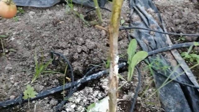 Борьба с фитофторой. Топаз или пищевая сода??Результаты обработки содой помидор на СЛЕДУЮЩИЙ день. смотреть онлайн