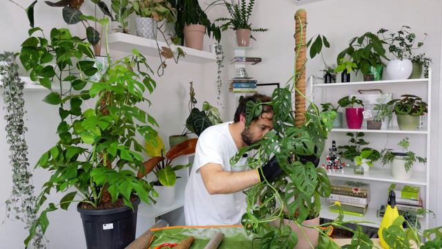 Tutore muschiato per piante, come si usa? Guida completa! смотреть онлайн