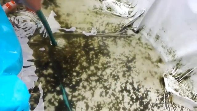 Treat for Koi to Avoid (WORMS,PARASITES FISH LICE) смотреть онлайн
