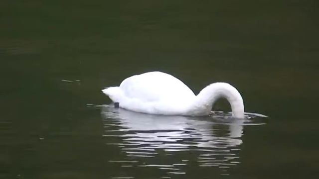 Лебединое озеро смотреть онлайн