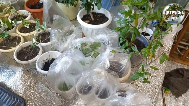 О зимовке цитрусов.Обзор домашних лимонов мандаринов смотреть онлайн