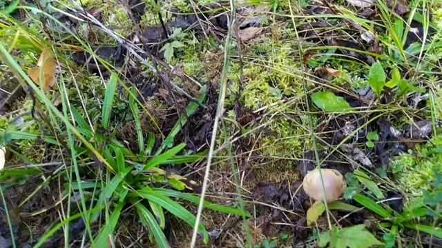 КОРЗИНА ГРИБОВ за час.ВОЛК или собака?#тихаяохота #грибы #mushroom #подосиновики смотреть онлайн