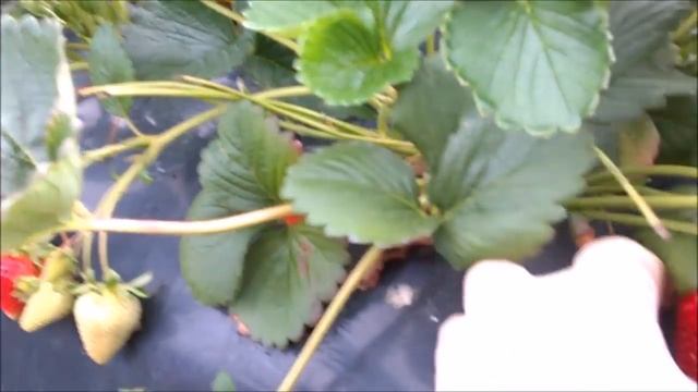 Основные Нюансы при сборе Клубники в Европе смотреть онлайн