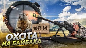 Варминтинг. Сурок Байбак