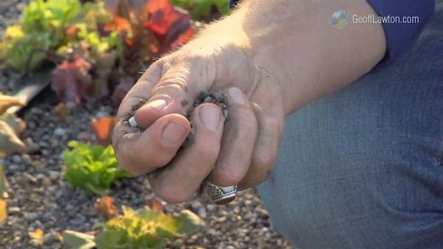 Органическая ферма на крыше (Джефф Лотон)