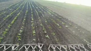 Боронования по всходам подсолнечника  2019.