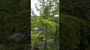 Пермь Каменный город 1