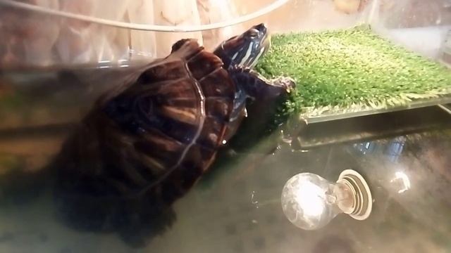 Как выбрать акватеррариум для краснухой черепахи. смотреть онлайн