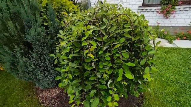 Обрезка ивы козьей на штамбе. Показываю результат. Мастер-класс по обрезке ивы пендула на штамбе смотреть онлайн