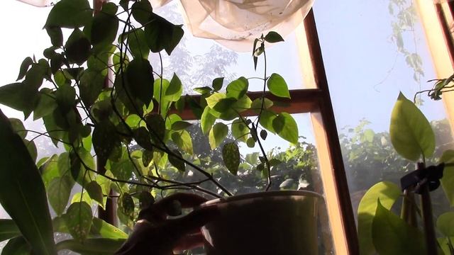 ОБЗОР КОМНАТНЫХ РАСТЕНИЙ В АВГУСТЕ! смотреть онлайн