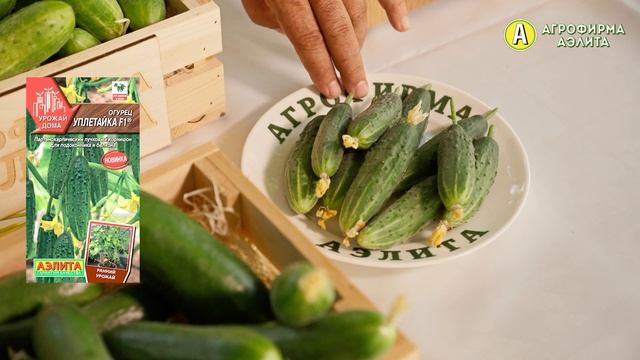 Огурцы Корнишоны для подоконника и балкона смотреть онлайн