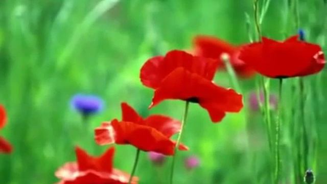 С Днем Рождения Валентина Петровна! смотреть онлайн