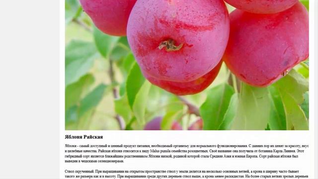 Яблоня Райская Аляска, СЕМЕНА 5 шт Семена плодовых и декоративных растений смотреть онлайн