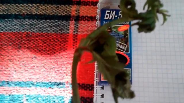 БОРЬБА С ТЛЕЙ.БОЛЕЗНИ КАЛИНЫ смотреть онлайн