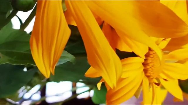 F. CHOPIN, Mazurka Op. 67 n.°4 in A menor, (Póstuma)- (1835-1849). Piano: Erard, 1918 смотреть онлайн