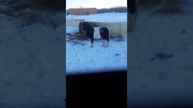 Жеребец Арбат якутская порода смотреть онлайн