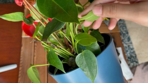 Flamingo plant (Anthurium andraeanum) care