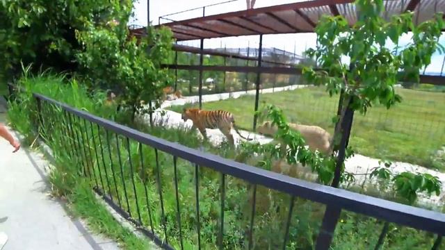 КРЫМ#23. Львы и тигры сафари-парка ТАЙГАН (TAYHAN). Часть 2. смотреть онлайн