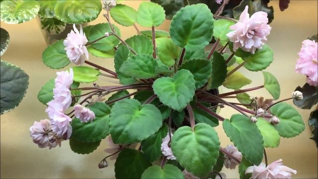 AFRICAN VIOLETS - Blooming In October 2020 - Part I - Standards