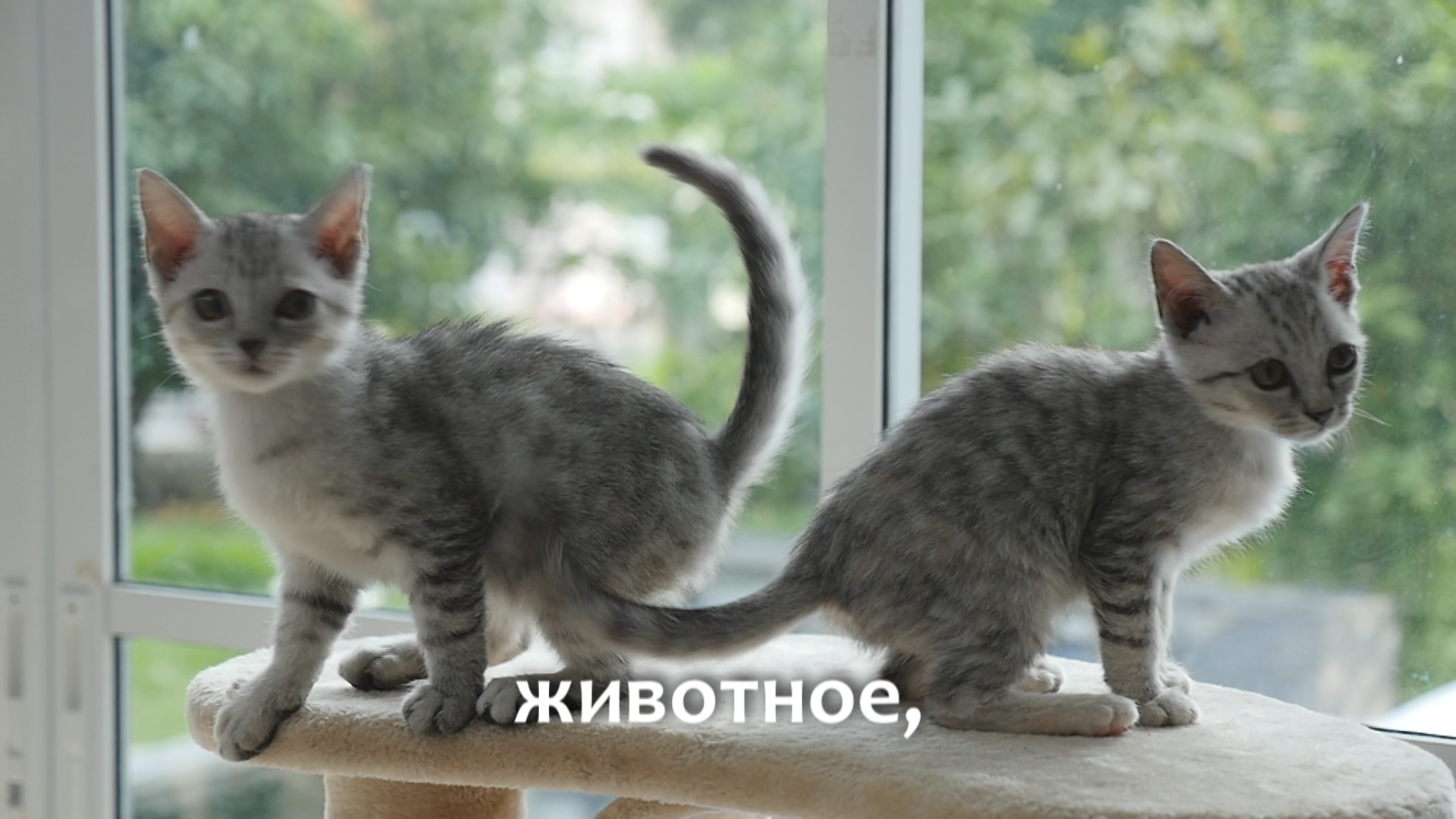 Умением выжить в любых условиях настоящие коты владеют виртуозно