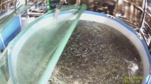 Кормление малька форели 07 09 17