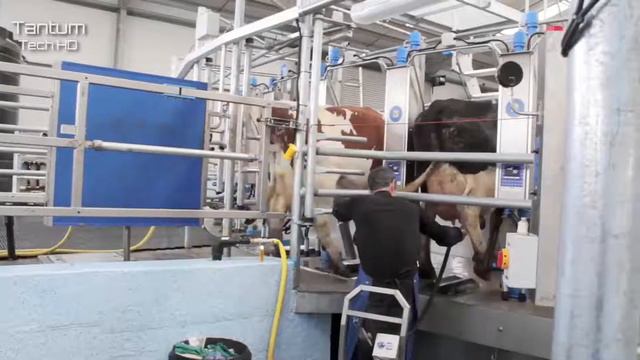 Дар германия чи тавр молхоро нигох мекунанд смотреть онлайн