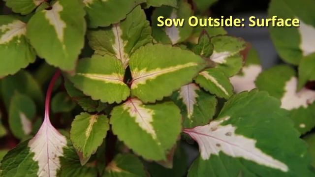 Perilla Growing Guide (Shiso, Purple Mint) By GardenersHQ