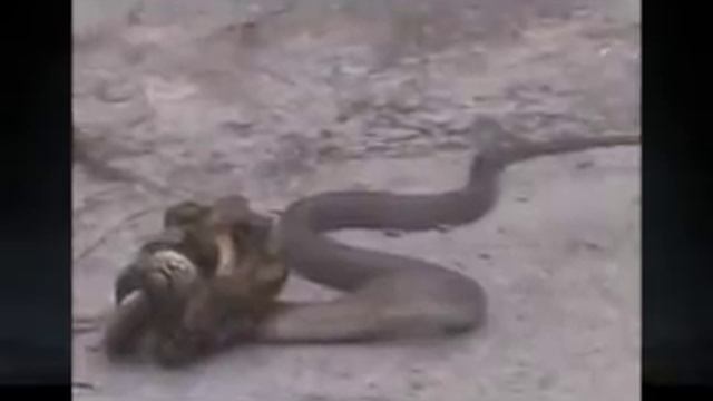 Петон в схватке с коброй смотреть онлайн