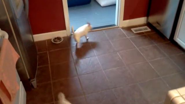Vanna the chihua hua смотреть онлайн