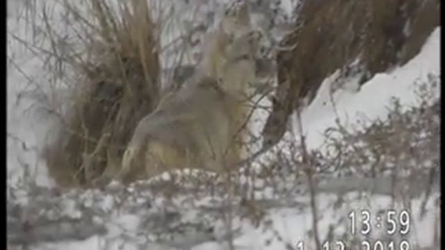 КОРСАК: ДРУЖБА МОЖЕТ ЗАРОДИТЬСЯ НА ГОСТИНЦАХ !!! смотреть онлайн