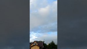 Таджикские бойные голуби , Лалаки Воки в Москве.