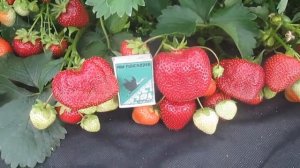 Клубника сорт Мармелада