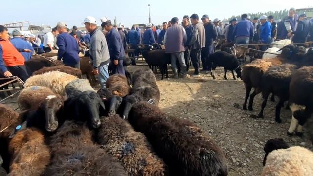 Халмион малБазары / Козу кочкор, Соолук, Пычма, Теке, Улак, Эчки, Баалары / ЛАЙК басыңыз. смотреть онлайн