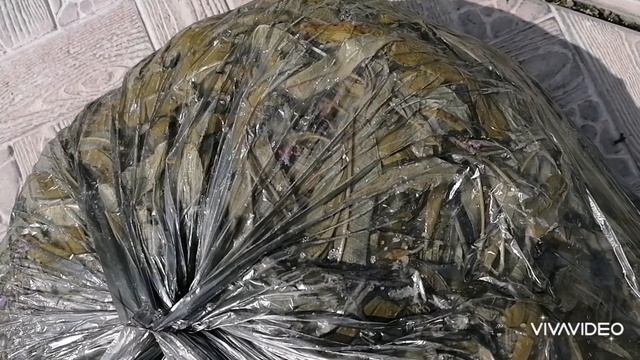 Ферментирую капорский чай смотреть онлайн