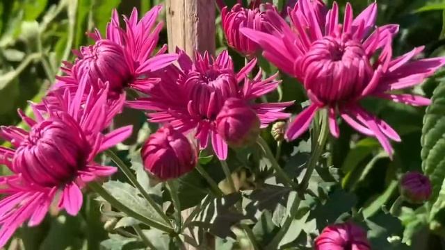 Шикарные ХРИЗАНТЕМЫ - Вы легко можете вырастить эти цветы в саду смотреть онлайн