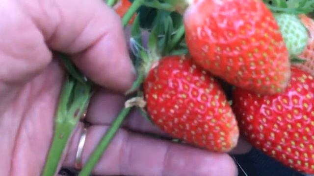 Клубника сорта Зефир Вента смотреть онлайн