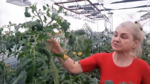 Чудо средство для завязи! Пользуюсь много лет и завязь 100%
