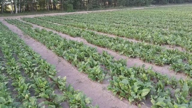 Свекла столовая 15 .06.2019 смотреть онлайн