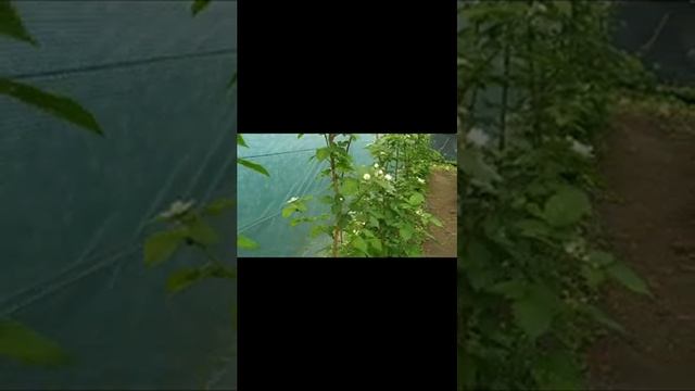 Потенциал урожайности сортов ежевики, фаза цветения Тайберри, Карака, Джамбо, Небеса, Валдо ... смотреть онлайн