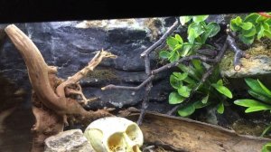 Террариум для паука